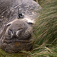 An elephant seal chilling out with a CTD sensor on its head.